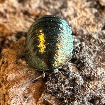 Smaragd Kakkerlak (Corydidarum magnifica) beschikbaar voor biedingen