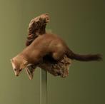 Steenmarter Taxidermie Opgezette Dieren By Max, Verzamelen, Dierenverzamelingen, Ophalen of Verzenden, Nieuw, Wild dier, Opgezet dier