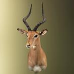 Impala Taxidermie Opgezette Dieren By Max, Verzamelen, Dierenverzamelingen, Ophalen of Verzenden, Nieuw, Wild dier, Opgezet dier