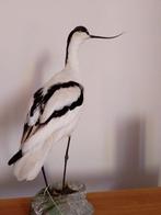 Avocetta Taxidermie volledige montage - Recurvirostra, Nieuw