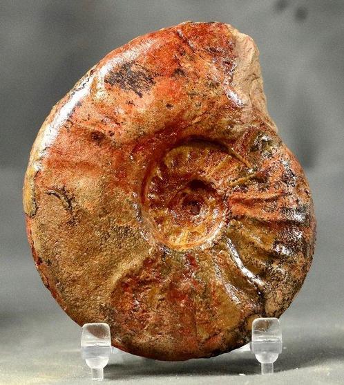 Kleurrijke ammoniet met aan beide zijden schoongemaakt -, Verzamelen, Mineralen en Fossielen