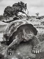 Sebastião Salgado (1944) - Galapagos, Ecuador, 2004 -, Antiek en Kunst