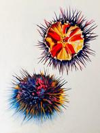 Antonio Valenzuela - Erizos de Cádiz