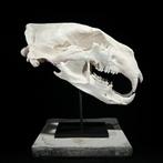 Geen minimumprijs - Een replica van een ijsbeer schedel op, Antiek en Kunst, Kunst | Designobjecten