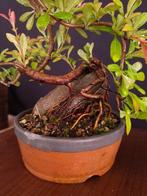 Knoppen van de Japanse kweepeer - Hoogte (boom): 23 cm -