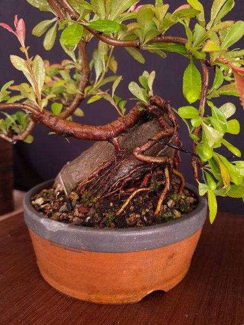 Knoppen van de Japanse kweepeer - Hoogte (boom): 23 cm -, Antiek en Kunst, Curiosa en Brocante