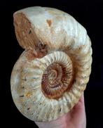 Ammoniet - Gefossiliseerd dier - Kranosphinctes rabei, Verzamelen, Mineralen en Fossielen