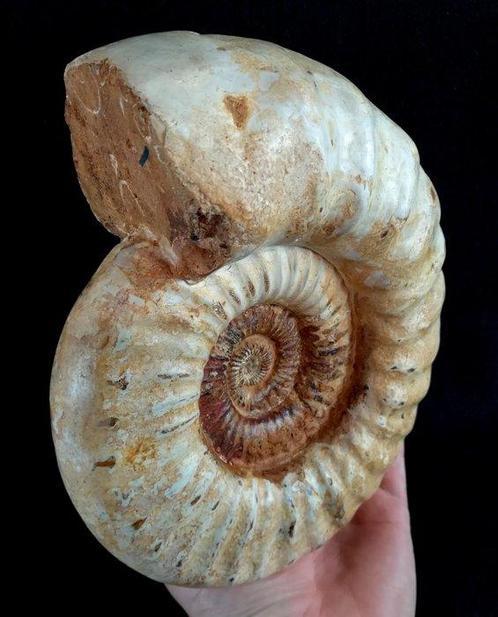 Ammoniet - Gefossiliseerd dier - Kranosphinctes rabei, Verzamelen, Mineralen en Fossielen