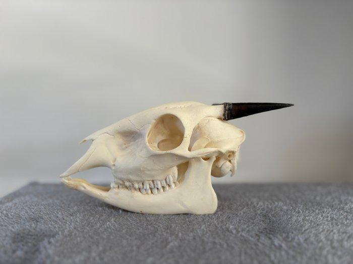 cephalophe Schedel van een zoogdier - Cephalophus nigrifon -, Antiek en Kunst, Curiosa en Brocante