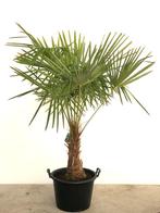 Palmbomen!!, Tuin en Terras, Planten | Bomen, In pot, Zomer, Volle zon, Ophalen