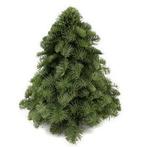 Echte kerstboom - Nobilis Kerstboom - Hoogte 30cm, Diversen, Kerst, Verzenden, Nieuw