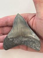 Megalodon - Fossiele tand - Carcharocles megalodon - 9 cm