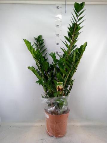 Zamioculcas zamiifolia - Hoogte 110cm - Potmaat 30cm beschikbaar voor biedingen