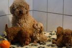 Raszuivere Toy/Dwergpoedel Puppies van Gerenommeerde fokker, Dieren en Toebehoren, Honden | Chihuahua's en Gezelschapshonden, Poedel