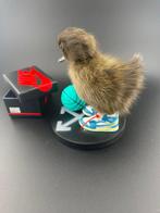 Eend Taxidermie volledige montage - Anas Platyrhynchos - 130