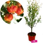 granaatappel Punica granatum Greek red + Pot 1, Tuin en Terras, Verzenden, Volle zon