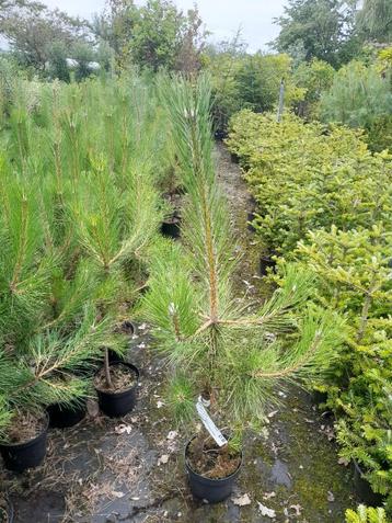 Pinus nigra nigra Oostenrijkse den in pot 80  cm €7,50 beschikbaar voor biedingen