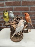 kleur kanaries Taxidermie volledige montage - canariae, Verzamelen, Dierenverzamelingen, Nieuw