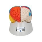 Anatomie model van de hersenen, functioneel, 8-delig, 14..., Nieuw