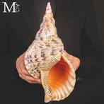 De Reus Triton – Iconische Schelpen Charonia Tritonis – De