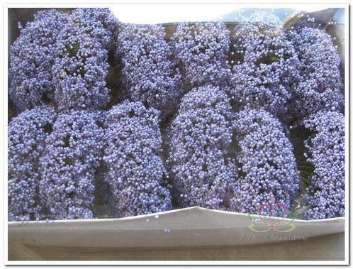 Fieldberries lila / doos voor bloemschikken, Huis en Inrichting, Woonaccessoires | Kunstplanten en Kunstbloemen, Nieuw, Ophalen of Verzenden