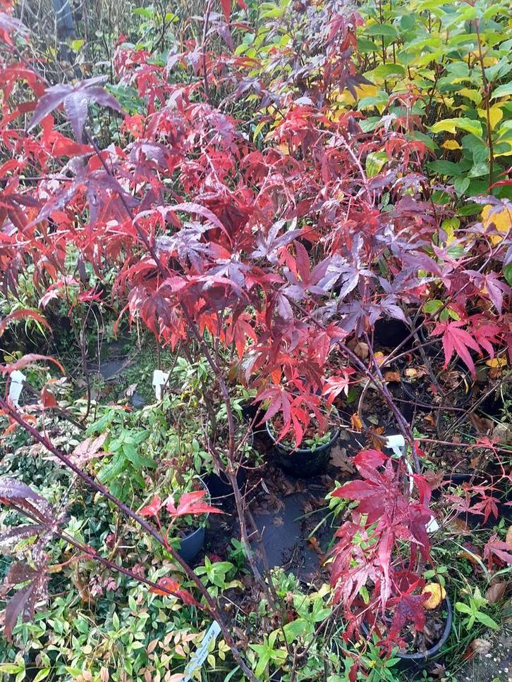 Japanse esdoorn Acer palmatum Atropurpureum 19cm pot 40-60, Tuin en Terras, Planten | Struiken en Hagen, Esdoorn, Struik, Ophalen of Verzenden