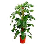 Actie Monstera Pertusum | 130 cm - Ø24 cm nu voor 73.95, Huis en Inrichting, Kamerplanten, Verzenden