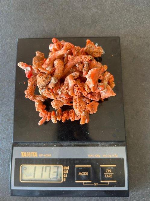 Bloedkoraal Koraal - Corallium rubrum (Zonder Minimumprijs), Verzamelen, Dierenverzamelingen