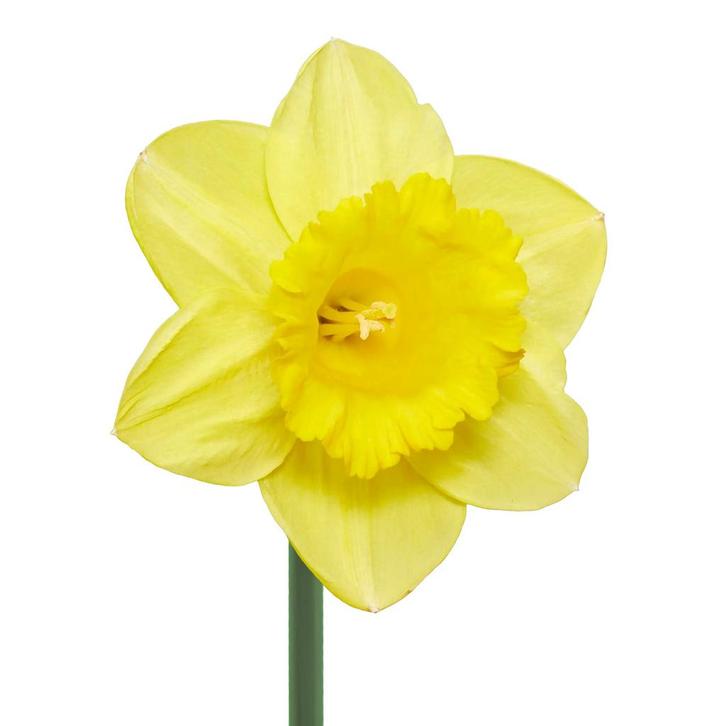 Bloembollen - 64 x Narcis Royal Dutch - geel, Tuin en Terras, Bloembollen en Zaden, Bloembol, Voorjaar, Volle zon, Verzenden