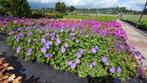 Geranium Bloom Me Away (Blauwpaars, Winterharde planten), Bodembedekkers, Volle zon, Vaste plant, Ophalen of Verzenden