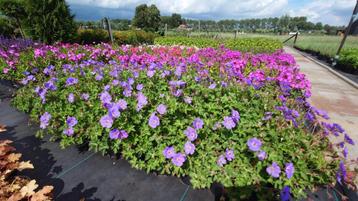 Geranium Bloom Me Away (Blauwpaars, Winterharde planten) beschikbaar voor biedingen