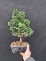 Hinoki cipres bonsai (Chamaecyparis obtusa) - Hoogte (boom):