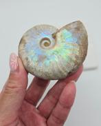 Ammoniet Iriserende (zie filmpje), Verzamelen, Mineralen en Fossielen, Ophalen of Verzenden