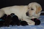 Onwijs Mooie Labrador Pups Met Stamboom en NLV Keurmerk!, Dieren en Toebehoren, Nederland, Labrador retriever, Meerdere, Meerdere dieren