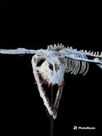 Mosasaurus - Fossiel skelet - 180 cm - 100 cm