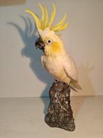 Triton kaketoe – met bewijs van legale herkomst Taxidermie, Nieuw