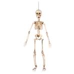Halloween Skelet 50cm, Hobby en Vrije tijd, Feestartikelen, Verzenden, Nieuw