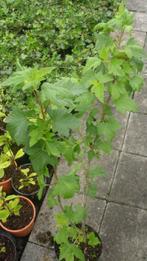 aalbes wit rood zwart kruisbes framboos blauwe bes fruit, Tuin en Terras, In pot, Ophalen of Verzenden