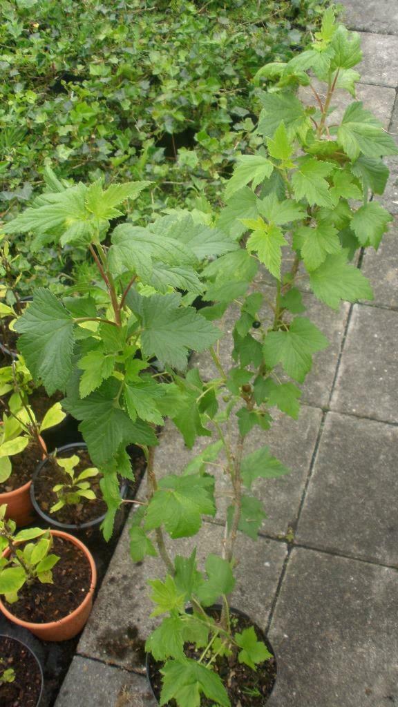 aalbes wit rood zwart kruisbes framboos blauwe bes fruit, Tuin en Terras, Planten | Bomen, In pot, Ophalen of Verzenden