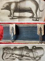 Eberhard Gockel - [Plague and Pathology]: Gallicinium, Antiek en Kunst