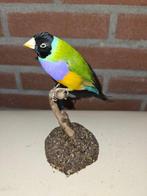 Gould Amadine zwartkop Taxidermie volledige montage -, Nieuw