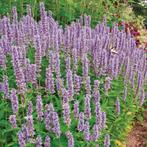 Agastache Blue Fortune - Potmaat 9x9 cm, Ophalen of Verzenden