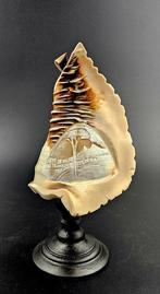 Zeeslak Taxidermie volledige montage - Cameo Cyprae Cassis