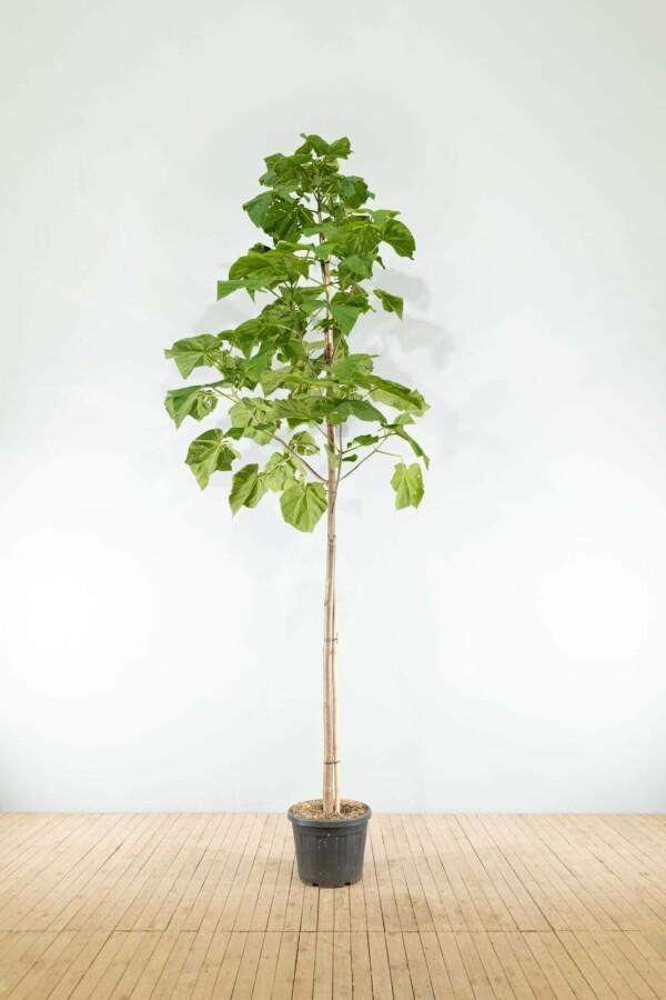 Paulownia tomentosa hoogstam 6/8, Tuin en Terras, Planten | Tuinplanten
