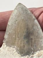 Megalodon tand 10,5 cm - Fossiele tand - Carcharocles, Verzamelen, Dierenverzamelingen, Nieuw