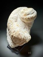 Zeldzame volledige rudist - Gefossiliseerde schelp - Caprina, Verzamelen
