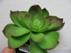 ECHEVERIA Groen Zijde- Latex Succulent ECHEVERIA, Ophalen of Verzenden, Nieuw