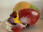 Anatomisch model - Plastic - 2010-2020 - Schedel 18delig, Antiek en Kunst