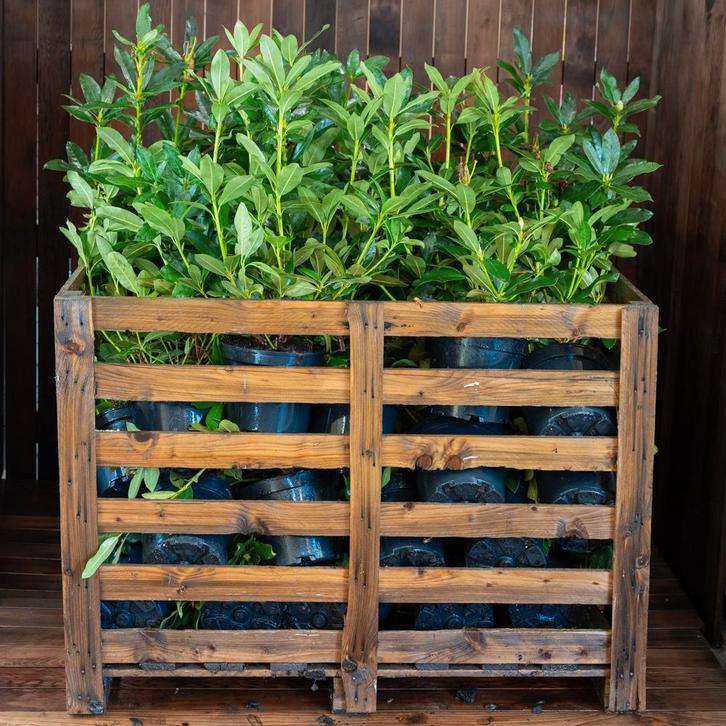 Te koop partij Rhododendron 40-60 cm, Tuin en Terras, Planten | Struiken en Hagen, Rhododendron, Haag, Minder dan 100 cm