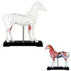 Acupunctuur model paard, Nieuw